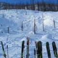 Skis and Trees