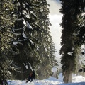 Tree Skiing