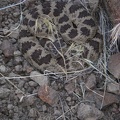 Coiled Rattler