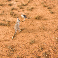 kangaroo-2_42433186061_o.jpg