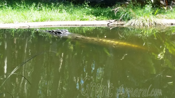 crocodile 41226620115 o
