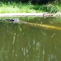 crocodile 41226620115 o