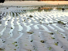 sand-waves-at-low-tide