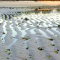 sand-waves-at-low-tide 9864498343 o