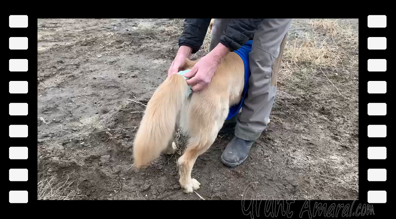 tail wrapping dogs