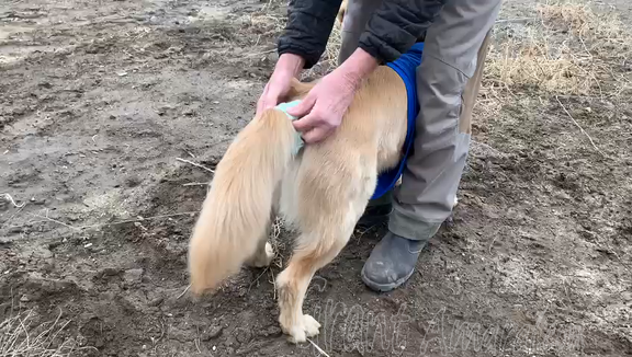 tail wrapping dogs