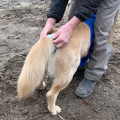 tail_wrapping_dogs.mp4