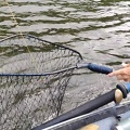 Netting the Salmon