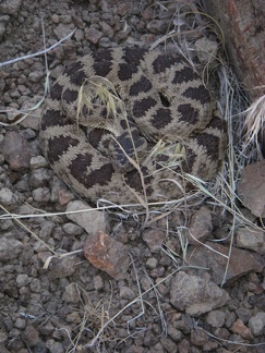 Coiled Rattler